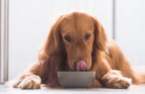 ¿Qué debe tener el alimento de su mascota? Los cuatro ingredientes clave que recomiendan los expertos
