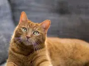 La piel no miente: la salud de perros y gatos se refleja en su pelo