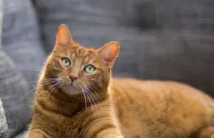 La piel no miente: la salud de perros y gatos se refleja en su pelo