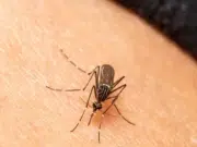 Como en Jurassic Park, pero en la vida real: los mosquitos ayudan a identificar especies, según un estudio
