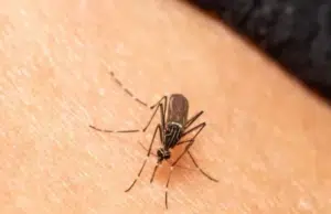 Como en Jurassic Park, pero en la vida real: los mosquitos ayudan a identificar especies, según un estudio