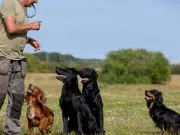 Los 6 hábitos que alargarían la vida de sus perros, según expertos