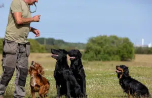 Los 6 hábitos que alargarían la vida de sus perros, según expertos