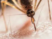 Más de 759.000 casos en cinco años: el dengue en Colombia continúa siendo una amenaza persistente marcada por la desigualdad social