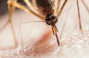 Más de 759.000 casos en cinco años: el dengue en Colombia continúa siendo una amenaza persistente marcada por la desigualdad social