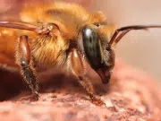 ¡Hito ambiental! Las abejas sin aguijón se convierten en los primeros insectos del mundo en obtener derechos legales