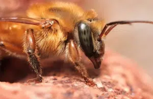 ¡Hito ambiental! Las abejas sin aguijón se convierten en los primeros insectos del mundo en obtener derechos legales