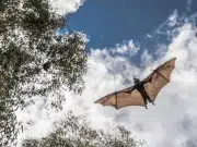 Este es el murciélago gigante mas grande del mundo con 1,7 metros de envergadura: vive en el sudeste de Asia