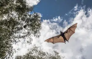 Este es el murciélago gigante mas grande del mundo con 1,7 metros de envergadura: vive en el sudeste de Asia