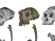 El ancestro más antiguo de los humanos que caminó en dos piernas: nuevas pruebas fortalecen el caso de ‘Sahelanthropus’