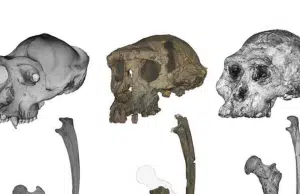 El ancestro más antiguo de los humanos que caminó en dos piernas: nuevas pruebas fortalecen el caso de ‘Sahelanthropus’
