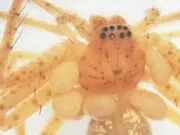 El diminuto parásito que pasó años oculto en un museo y amplía el mapa de los ácaros en Brasil