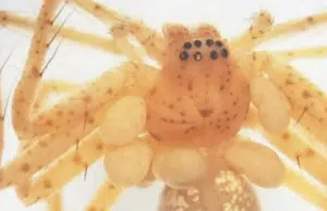 El diminuto parásito que pasó años oculto en un museo y amplía el mapa de los ácaros en Brasil