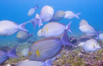 Permitir que los peces de arrecife se recuperen podría aumentar hasta 50 % la pesca sostenible y alimentar a millones en el mundo