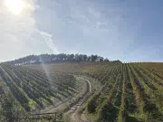 Vinos blancos, muchos vinos blancos, ¡las maravillas de Galicia!