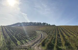 Vinos blancos, muchos vinos blancos, ¡las maravillas de Galicia!
