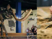 Científicos descubren que los fósiles de mamut encontrados a 400 kilómetros de la costa son en realidad de ballena