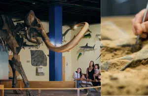 Científicos descubren que los fósiles de mamut encontrados a 400 kilómetros de la costa son en realidad de ballena