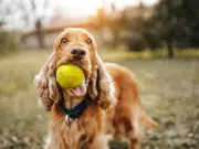 La guía para tener el primer perro en casa: Estos son los aspectos que debe considerar