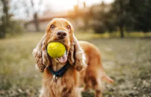 La guía para tener el primer perro en casa: Estos son los aspectos que debe considerar