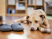 ¿Pueden deprimirse las mascotas? Lo que revela la medicina veterinaria sobre su bienestar emocional