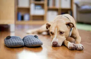¿Pueden deprimirse las mascotas? Lo que revela la medicina veterinaria sobre su bienestar emocional