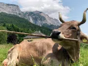 Una vaca sorprende a la ciencia: el primer caso documentado de uso inteligente de herramientas en ganado bovino