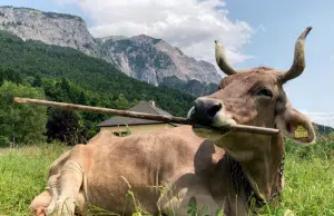 Una vaca sorprende a la ciencia: el primer caso documentado de uso inteligente de herramientas en ganado bovino