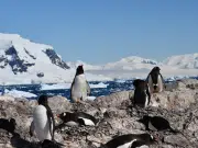 El reloj biológico de los pingüinos se ha adelantado: el calentamiento de la Antártida ha cambiado sus ciclos de reproducción, según estudio