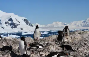 El reloj biológico de los pingüinos se ha adelantado: el calentamiento de la Antártida ha cambiado sus ciclos de reproducción, según estudio