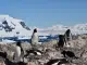El reloj biológico de los pingüinos se ha adelantado: el calentamiento de la Antártida ha cambiado sus ciclos de reproducción, según estudio