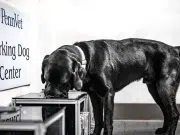 Perros capaces de oler el cáncer: un hallazgo abre esperanza contra uno de los tumores más mortales en canes
