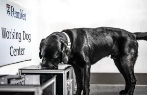 Perros capaces de oler el cáncer: un hallazgo abre esperanza contra uno de los tumores más mortales en canes
