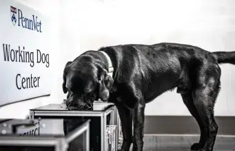 Perros capaces de oler el cáncer: un hallazgo abre esperanza contra uno de los tumores más mortales en canes