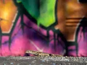 Las ciudades transforman la vida social de los animales: un estudio revela impactos profundos en su comportamiento y reproducción