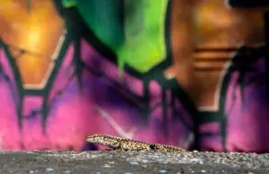 Las ciudades transforman la vida social de los animales: un estudio revela impactos profundos en su comportamiento y reproducción