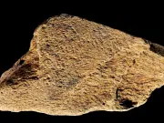 Hallan en Inglaterra la herramienta más antigua de Europa hecha con hueso de elefante, clave para entender la tecnología humana de hace 500.000 años