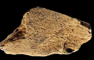 Hallan en Inglaterra la herramienta más antigua de Europa hecha con hueso de elefante, clave para entender la tecnología humana de hace 500.000 años