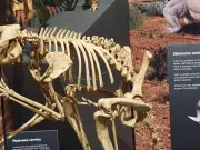 Fósiles revelan que los canguros gigantes prehistóricos, de hasta 250 kilos, podían saltar desafiando los límites mecánicos conocidos