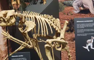 Fósiles revelan que los canguros gigantes prehistóricos, de hasta 250 kilos, podían saltar desafiando los límites mecánicos conocidos
