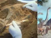 Descubren en China colosal dinosaurio de 28 metros de altura: así midieron su gran tamaño