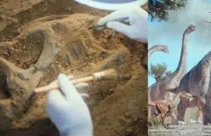 Descubren en China colosal dinosaurio de 28 metros de altura: así midieron su gran tamaño