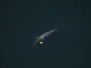 Ballenas bajo presión climática: así reparten el alimento para convivir en el golfo de San Lorenzo