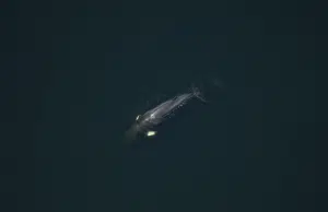 Ballenas bajo presión climática: así reparten el alimento para convivir en el golfo de San Lorenzo