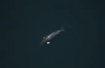 Ballenas bajo presión climática: así reparten el alimento para convivir en el golfo de San Lorenzo