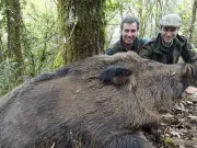 Sorpresa en España por la aparición de ‘Superjabalíes’ de hasta 200 kilos: ‘unos monstruos’
