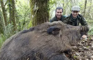 Sorpresa en España por la aparición de ‘Superjabalíes’ de hasta 200 kilos: ‘unos monstruos’