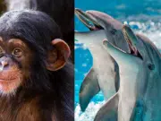 ¿Cuáles son los animales más inteligentes del mundo?