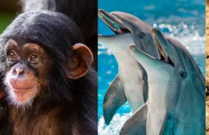 ¿Cuáles son los animales más inteligentes del mundo?