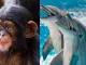 ¿Cuáles son los animales más inteligentes del mundo?